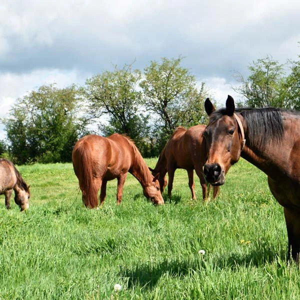 Pension pour chevaux à Soumans, 23